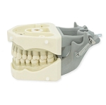 860 Lower Clear Gingiva